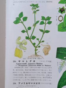 NHK朝ドラ、牧野富太郎（植物学博士）の植物図鑑 | Aromaオフィシ